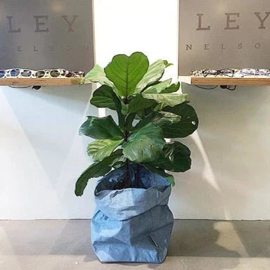 A washable paper bag is shown. The bag is rolled down at the top and features a UASHMAMA logo label on the bottom left corner. The bag pictured is the extra extra large size in light blue. Inside the washable paper bag is a large plant with large green leaves.